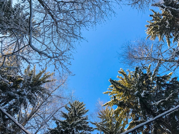 Boomtoppen voor de blauwe lucht