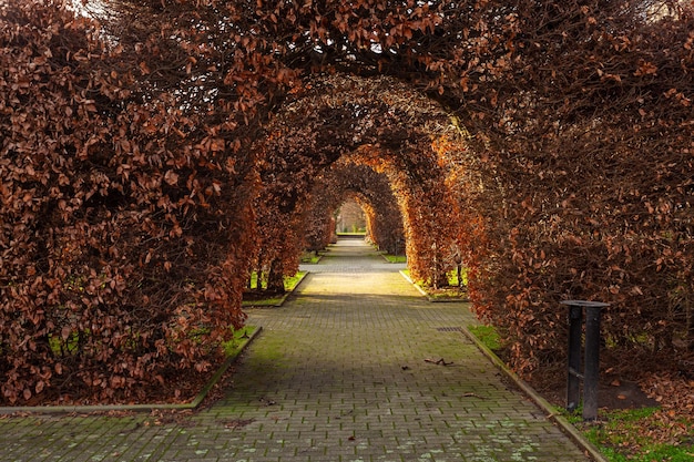 Boomtunnel in Dortmund Bomen worden boogvormig gesnoeid