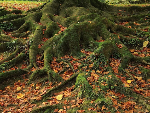 Foto boomwortels met mosclose-up in herfstbos