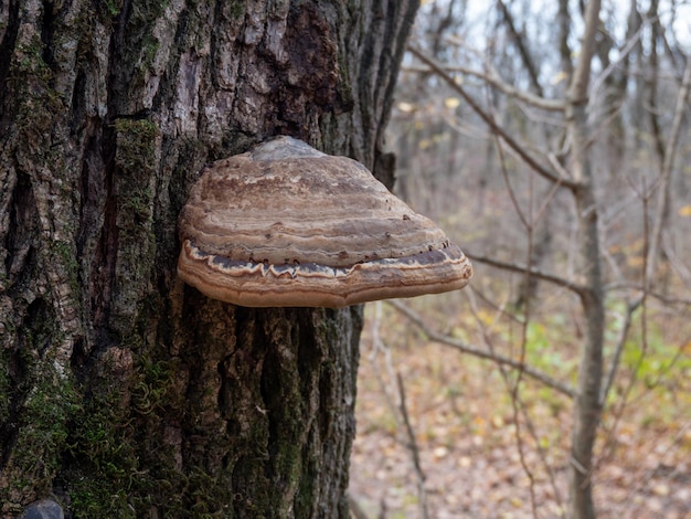 Boomzwam in het bos