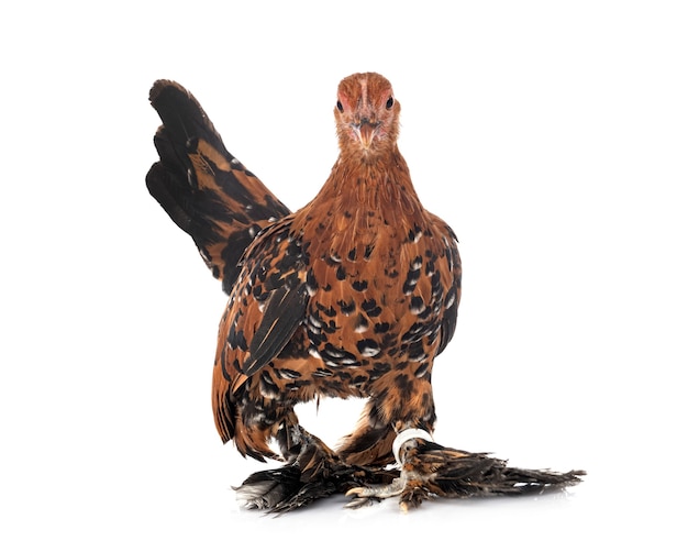 Booted Bantam in front of white background