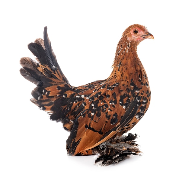 Booted Bantam in front of white background