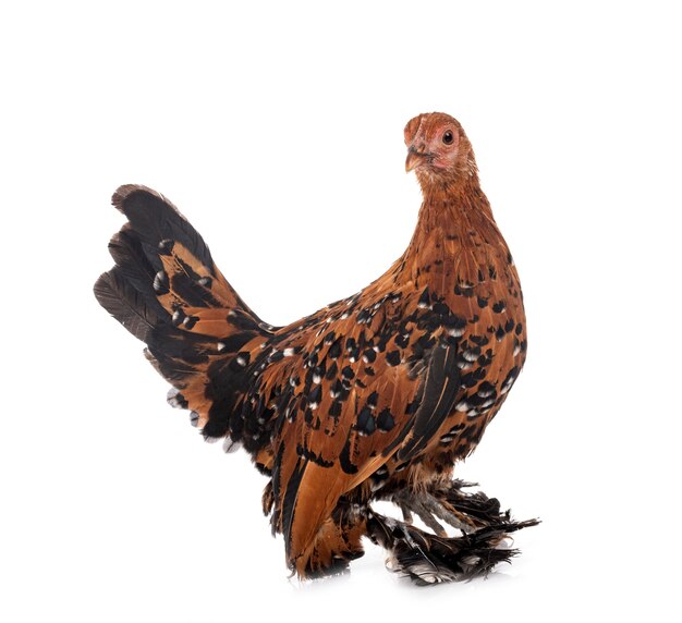 Booted Bantam in front of white background