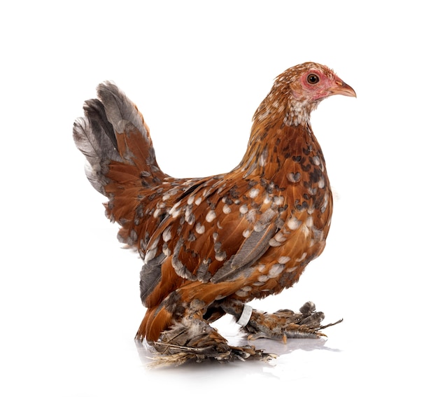 Booted Bantam in front of white background