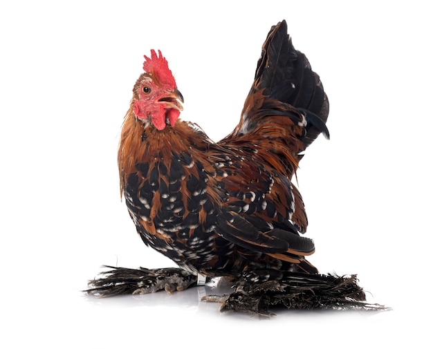 Booted Bantam in front of white background