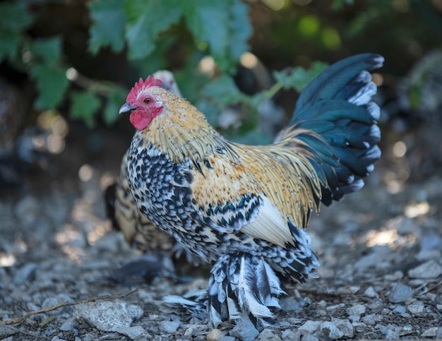 Booted Bantam in de natuur