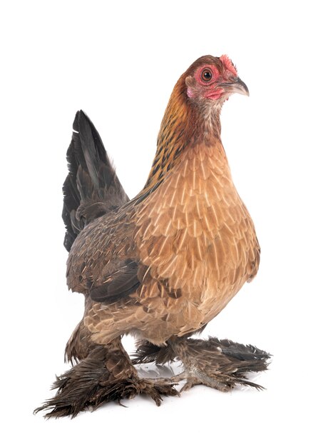 Booted bantam isolated