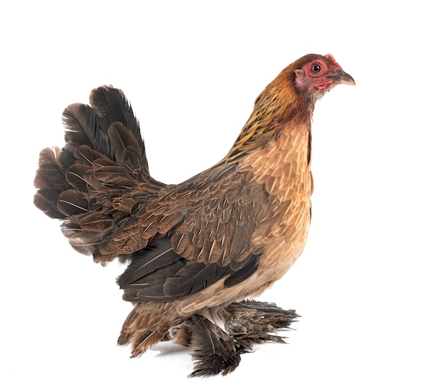 Booted Bantam isolated