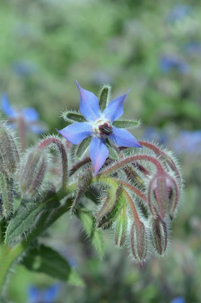 Borage bloemen close-up