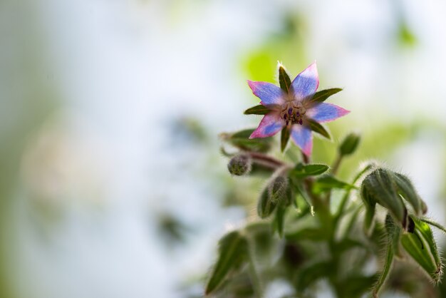 Borage flower in the garden on a green background