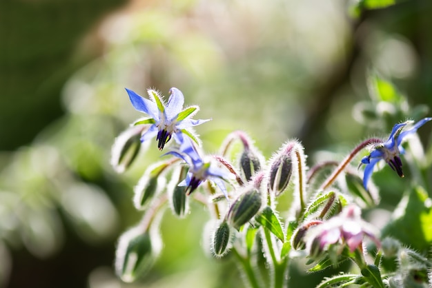 Borage flowers in the garden