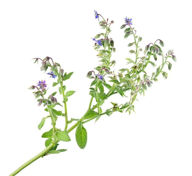 Цветы боржа, выделенные на белом фоне куста borago officinalis