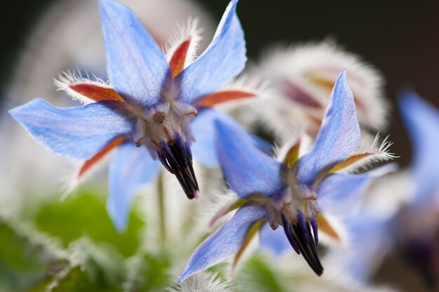 ルリジサの花スターフラワー