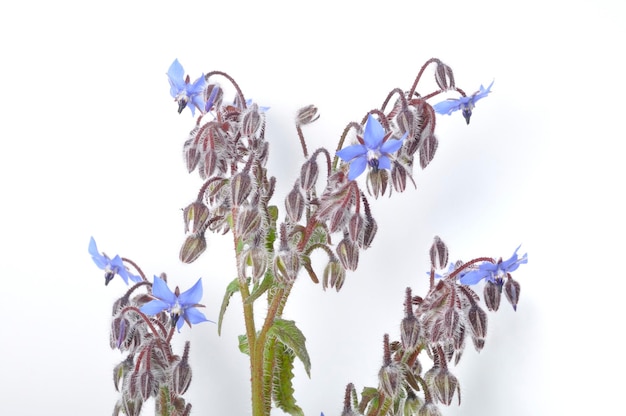 Borage on a white background