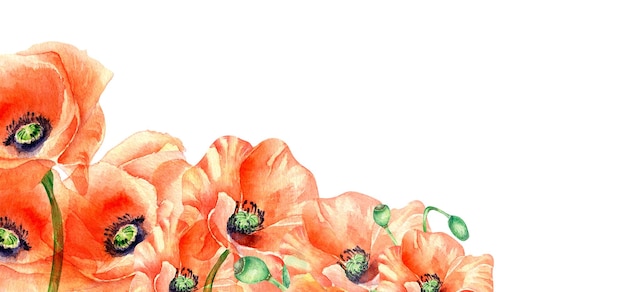 Bord van weide rode bloemen papaver aquarel illustratie geïsoleerd