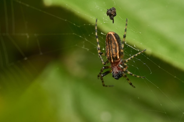 Bordeaux and black spider on its web with background of green leaves