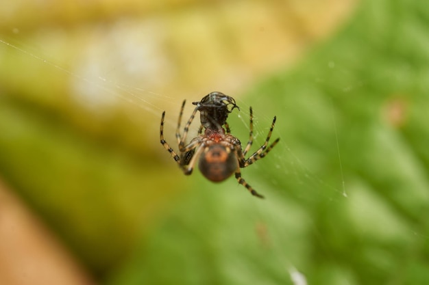 Bordeaux and black spider on its web with background of green leaves