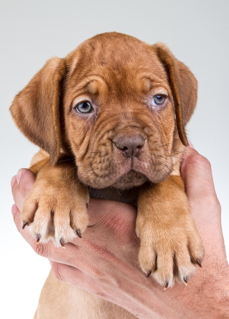 Foto cane bordeaux