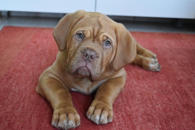 Photo bordeaux mastiff puppy