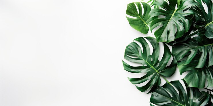 Photo border arrangement layout with monstera leaves on white background with copy space