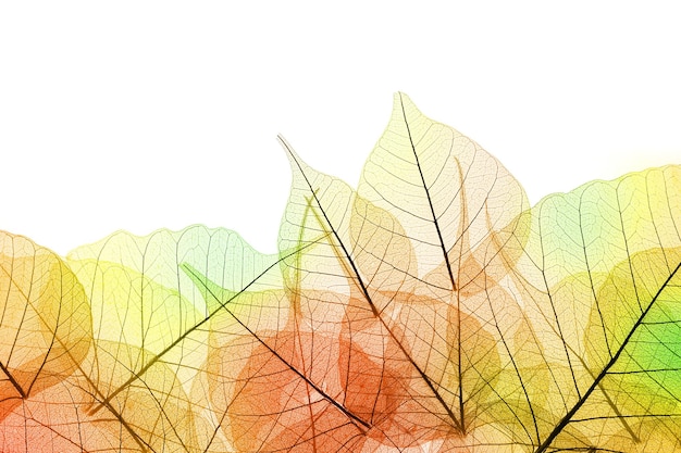 Border of Autumn color transparent Leaves isolated on white