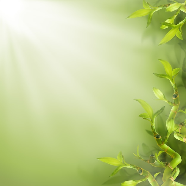 Foto bordo delle foglie di bambù, priorità bassa verde della natura