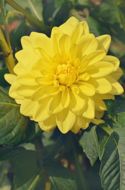 Photo border or bedding yellow dahlia plant outstanding yellow dahlia blooms