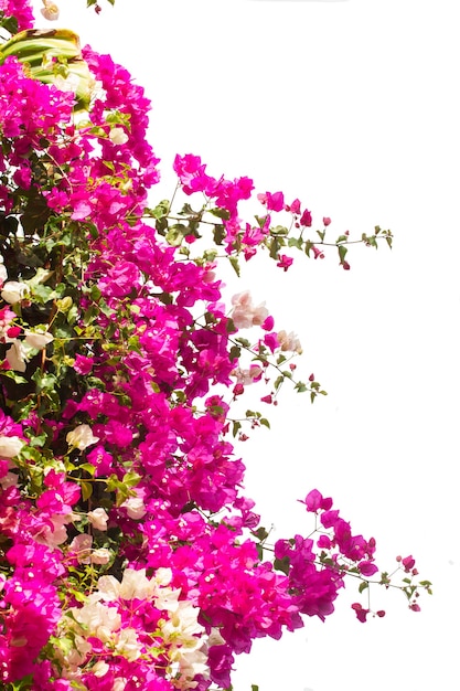 Border of bougainvillea flowers isolated on white background