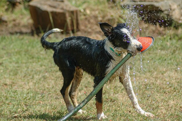 Border Colley speelt met een watersproeier