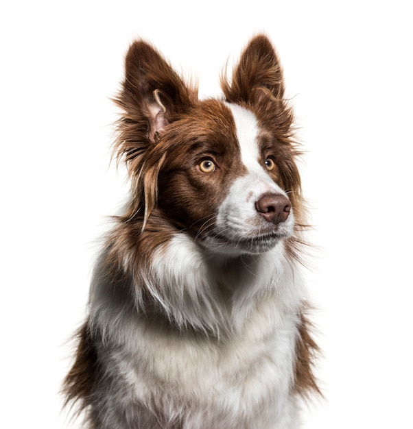 Border Collie, 1 year old, looking up against white background