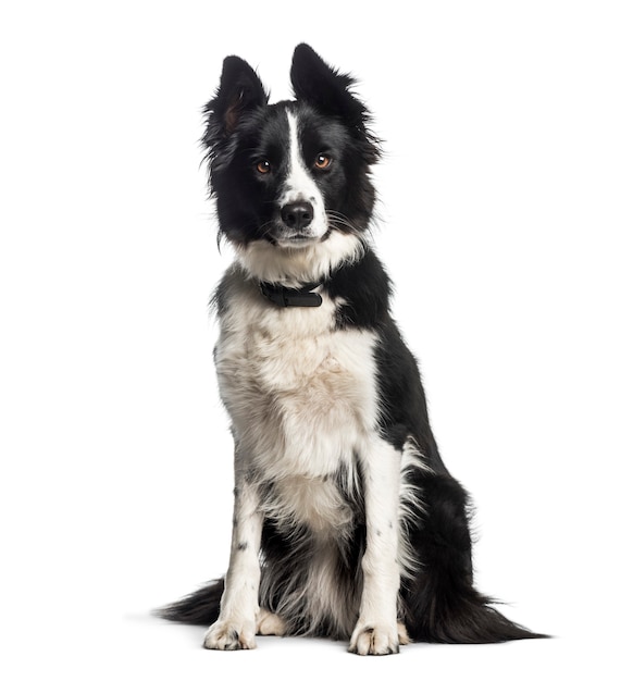 Border Collie, 1 year old, sitting in front of white background