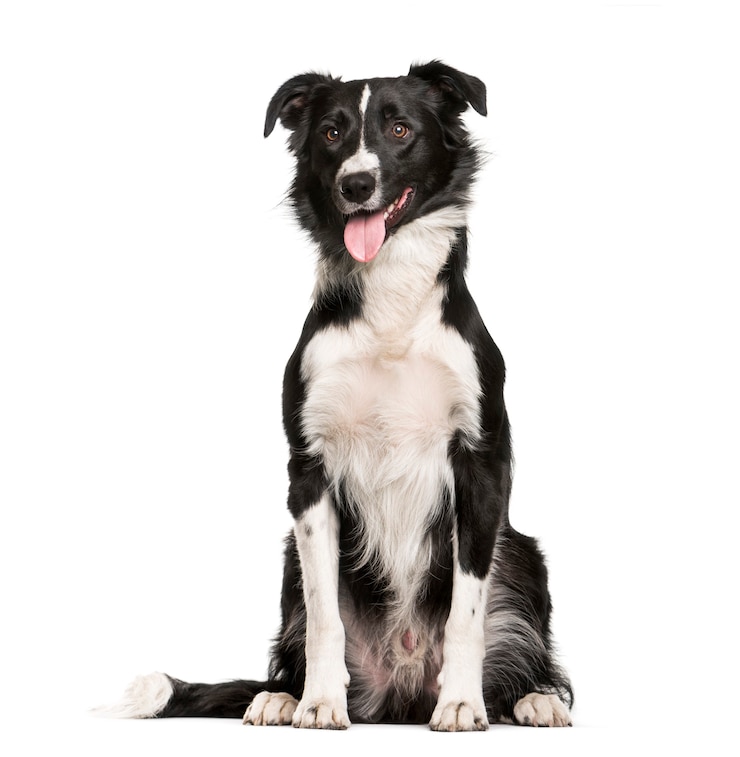 Photo border collie, 1 year old, sitting in front of white background