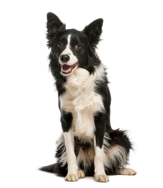 Border collie, 1 anno di età, seduto e ansimante, isolato su briciolo