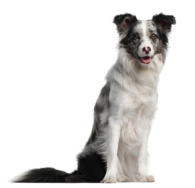 Border Collie, 11 maanden oud, zittend