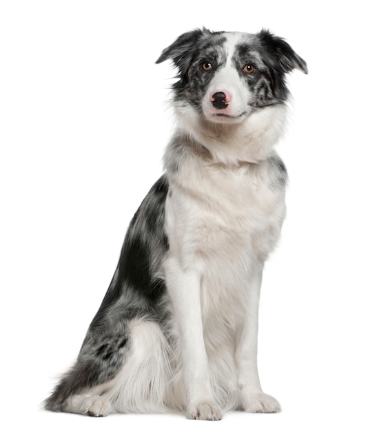 Border Collie, 11 months old, sitting in front of white wall