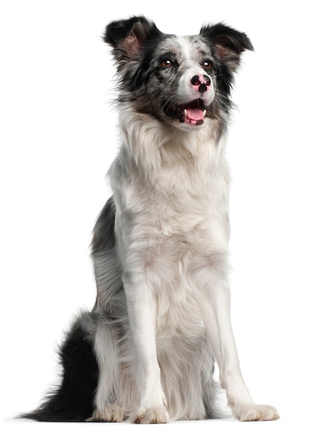 Border Collie, 11 months old, sitting in front of white wall