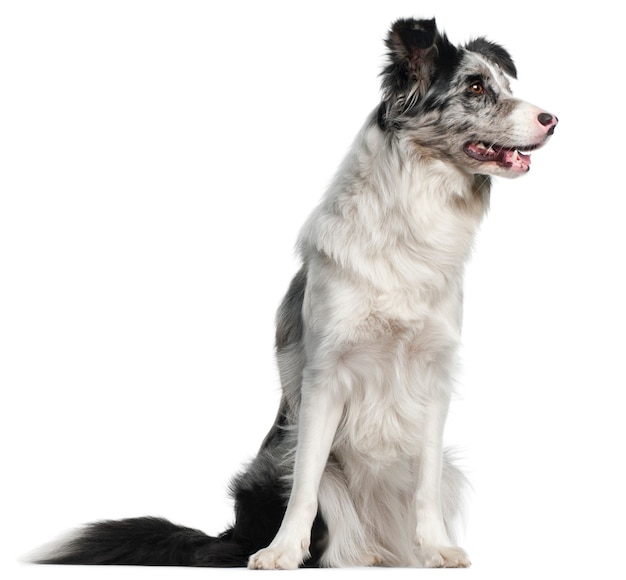 Border Collie, 11 months old, sitting