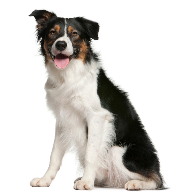 Border collie, 12 months old, sitting in front of white wall