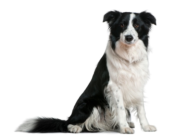 Border Collie, 15 months old. Dog portrait isolated