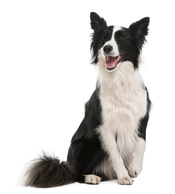 Border collie, 18 months old, in front of white wall