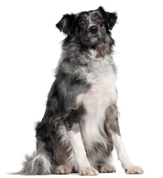 Border Collie, 2 jaar oud, zittend