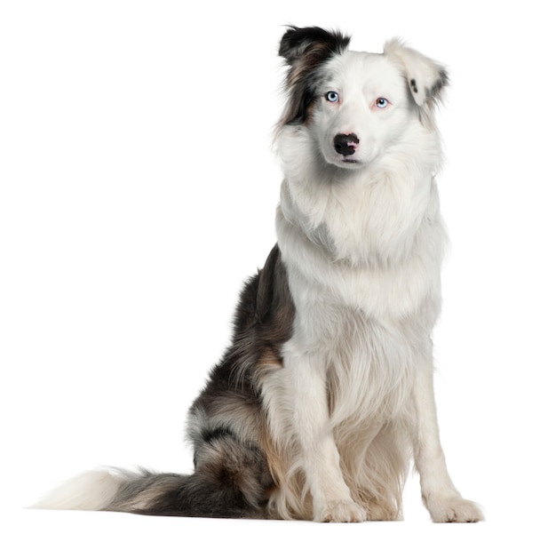 Border Collie, 2 jaar oud, zittend