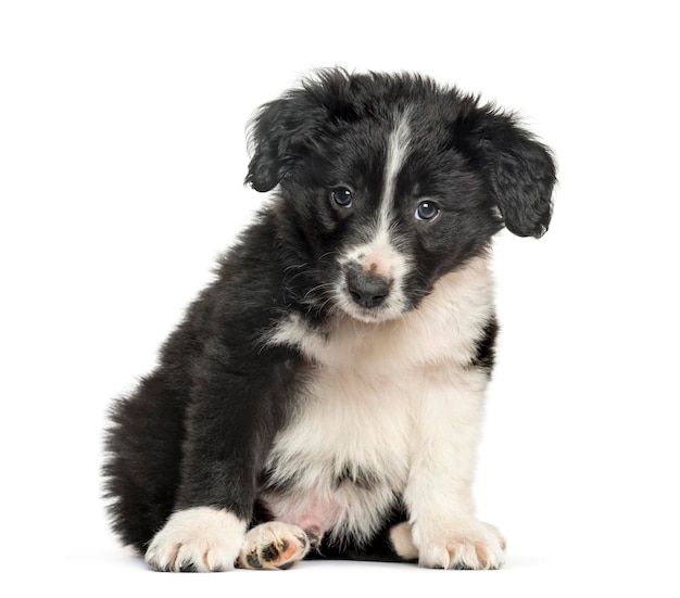 Border Collie 2 months sitting against white background