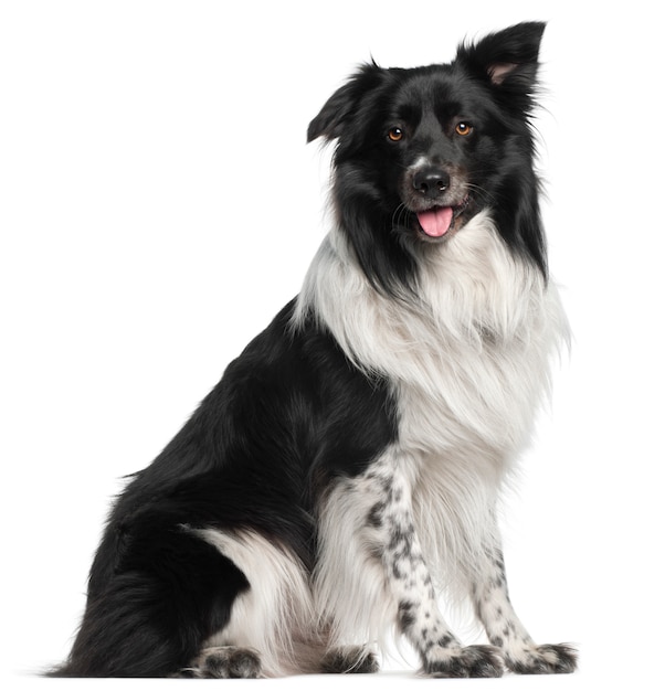 Border Collie, 3 and a half years old, sitting