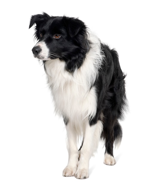 Border collie, 3 jaar oud, staand