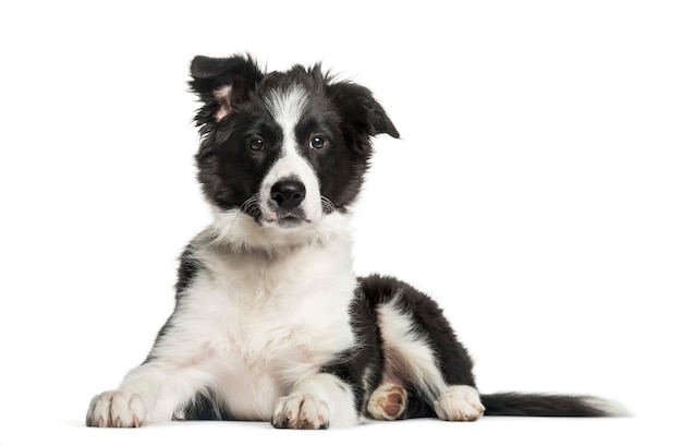 Border Collie, 3 maanden oud, liggend voor witte ondergrond