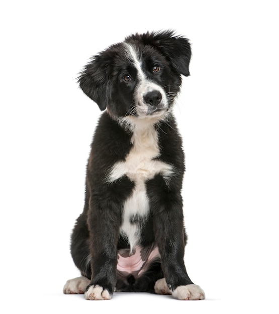 Border Collie, 3 months old, sitting in front of white background