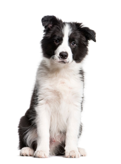 Border Collie, 3 months old, sitting in front of white background