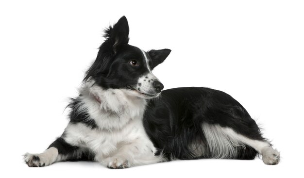 Border collie, 3 years old, lying in front of white wall