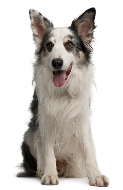 Border collie, 6 jaar oud, zit op witte muur